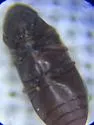Petalium incisum - photo 5