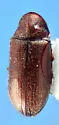 Petalium seriatum