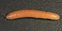 Petaserpes cryptocephalus