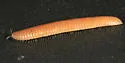 Petaserpes cryptocephalus - photo 2