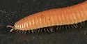 Petaserpes cryptocephalus - photo 3
