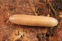 Petaserpes cryptocephalus - photo 4