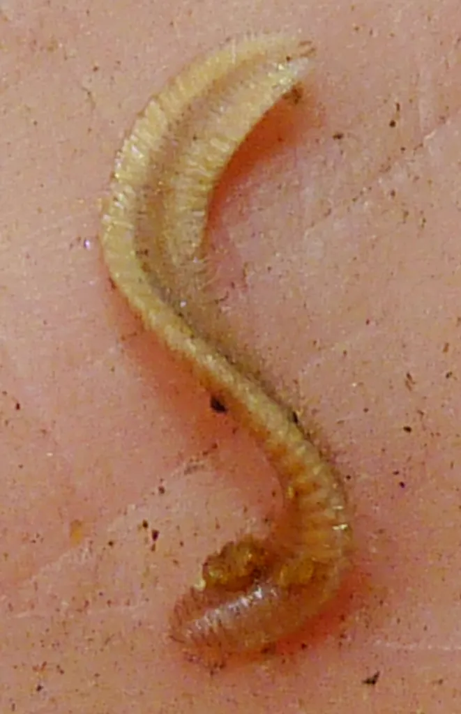 Petaserpes strictus - photo 2