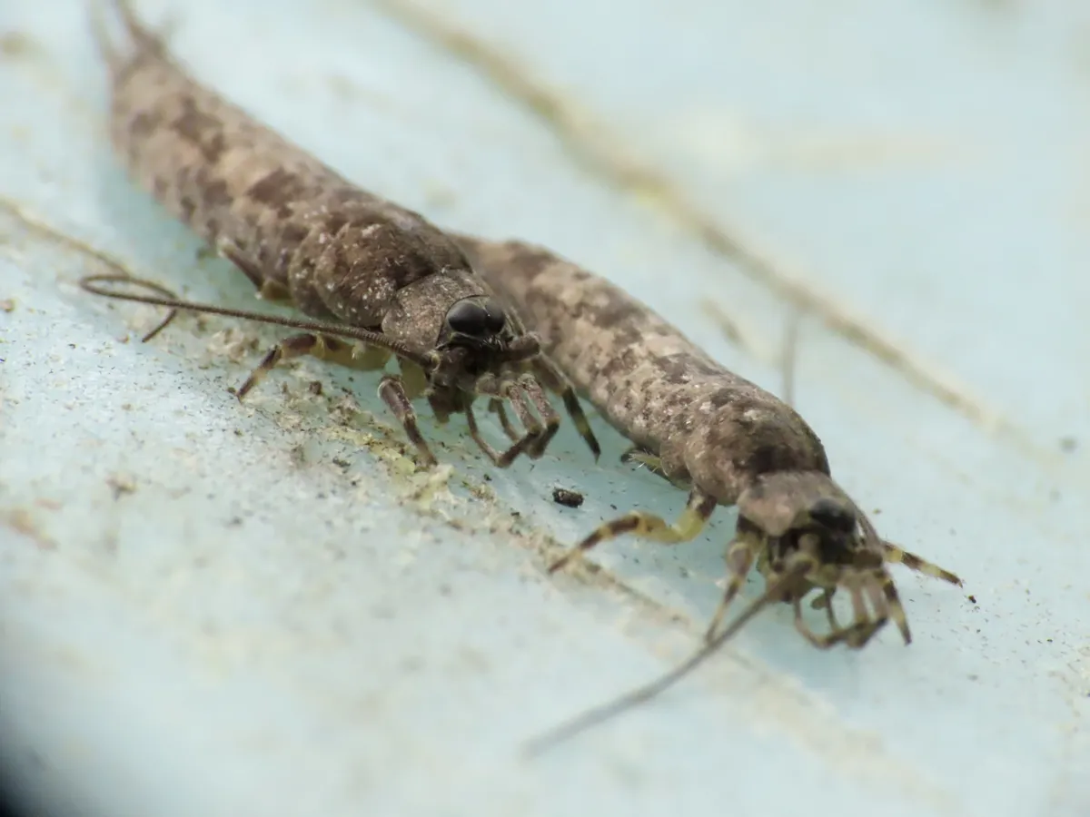 Petridiobius arcticus