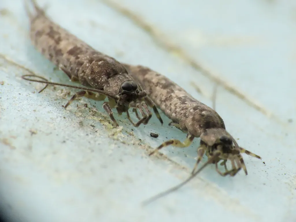 Petridiobius arcticus - photo 2