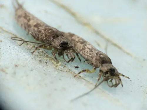 Petridiobius arcticus - photo 3