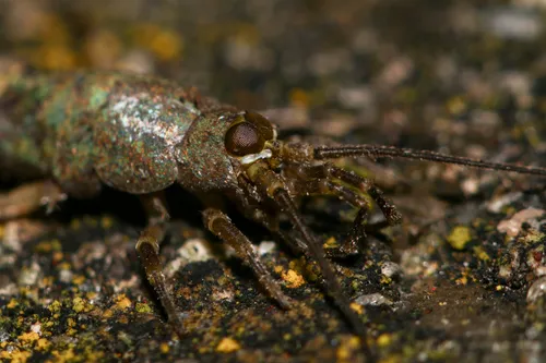Western Sea Bristletail