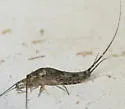 Petrobius brevistylus