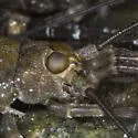 Petrobius brevistylus - photo 3