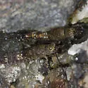 Petrobius brevistylus - photo 4