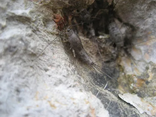 Shore Bristletail