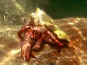 Petrochirus diogenes