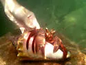 Petrochirus diogenes - photo 2