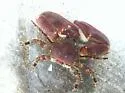 Petrolisthes eriomerus