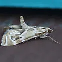 Spring Petrophila - Hodges#4781