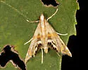 Two-banded Petrophila - Hodges#4774