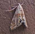 Two-banded Petrophila - Hodges#4774 - photo 2