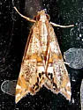 Two-banded Petrophila - Hodges#4774 - photo 3