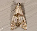 Two-banded Petrophila - Hodges#4774 - photo 4