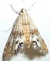 Two-banded Petrophila - Hodges#4774 - photo 5