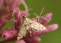 Canadian Petrophila - Hodges#4779 - photo 2