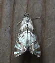 Canadian Petrophila - Hodges#4779 - photo 3