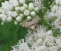 Canadian Petrophila - Hodges#4779 - photo 4