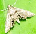 Canadian Petrophila - Hodges#4779 - photo 5