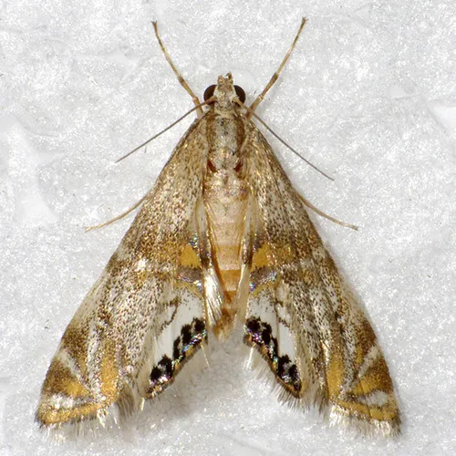 Capps' Petrophila - Hodges#4772