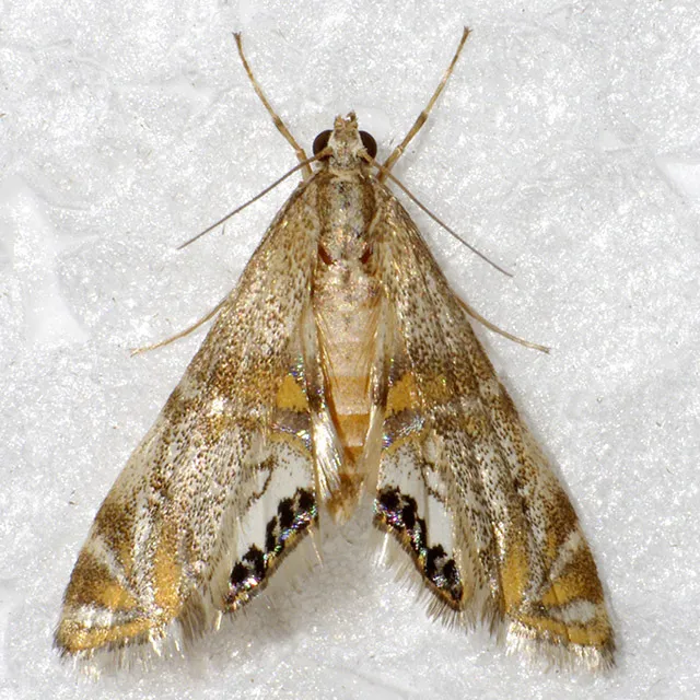 Capps' Petrophila - Hodges#4772 - photo 2