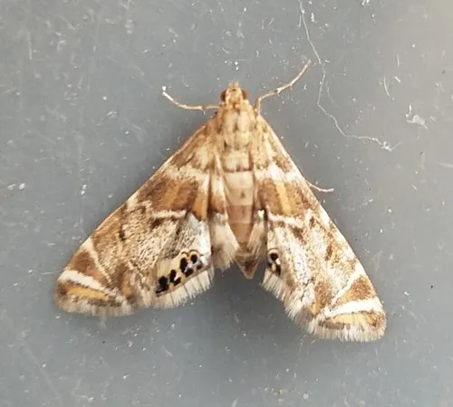 Confusing Petrophila - Hodges#4780