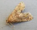 Petrophila cronialis - Hodges#4782