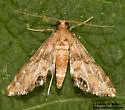 Petrophila cronialis - Hodges#4782 - photo 2