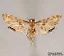 Petrophila cronialis - Hodges#4782 - photo 3