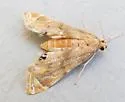 Petrophila cronialis - Hodges#4782 - photo 4