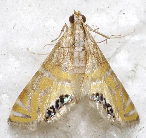 Devil's River Petrophila - Hodges#4771 - Petrophila daemonalis