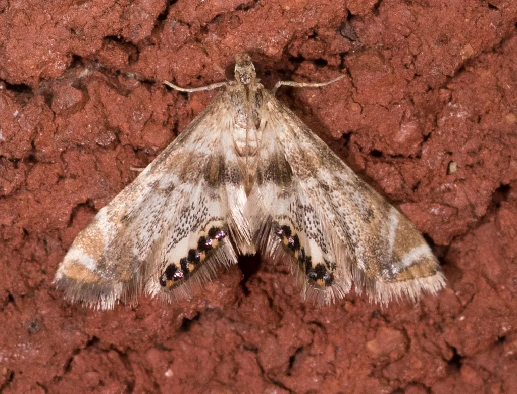 Feather-edged Petrophila - Hodges#4777 - photo 2