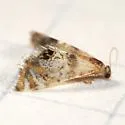 Heppner's Petrophila - Hodges#4784.1 - photo 2