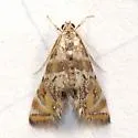 Heppner's Petrophila - Hodges#4784.1 - photo 3