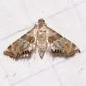 Heppner's Petrophila - Hodges#4784.1 - photo 4
