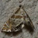 Heppner's Petrophila - Hodges#4784.1 - photo 5