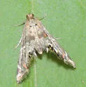 Petrophila jaliscalis - Hodges#4775 - photo 4