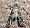 Petrophila jaliscalis - Hodges#4775 - photo 5