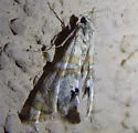 Kearfott's Petrophila - Hodges#4773 - photo 2