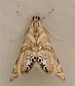 Kearfott's Petrophila - Hodges#4773 - photo 3