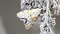 Kearfott's Petrophila - Hodges#4773 - photo 4