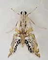 Kearfott's Petrophila - Hodges#4773 - photo 5