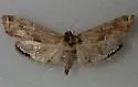 Petrophila longipennis - Hodges#4783