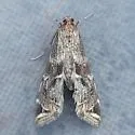Petrophila longipennis - Hodges#4783 - photo 2