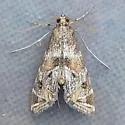 Petrophila longipennis - Hodges#4783 - photo 3